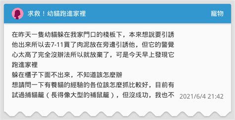 貓咪跑進家裡|求救！幼貓跑進家裡